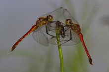 Doppeltes Glück