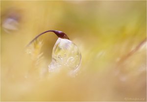 Winzigkeit auf dem Waldboden