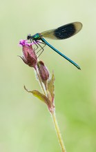 Gebänderte Prachtlibelle