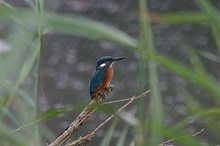 ijsvogel in de regen