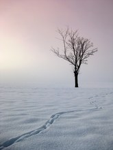 Spuren Im Schnee