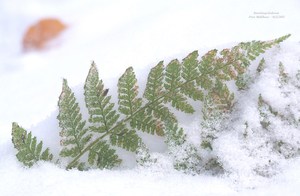 Herbstwinter Rendezvous