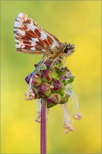 Roter Würfel-Dickkopffalter (Spialia sertorius)