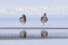Gänse-Yoga
