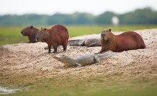 Capybara (Hydrochoerus hydrochaeris)