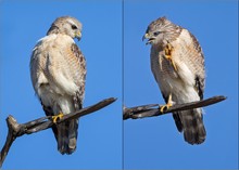 Rotschulterbussard (Buteo lineatus)