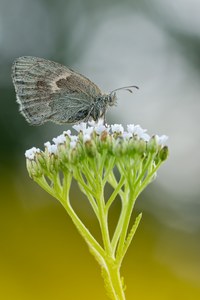 Wiesenvögelchen