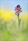 Orchis ustulata