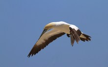 Kaptölpel im Sturm - Landeanflug