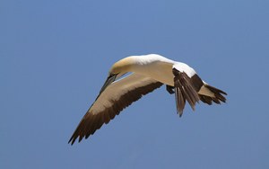 Kaptölpel im Sturm - Landeanflug