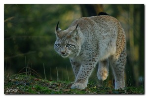 Luchs im letzten Sonnenlicht