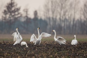 Gruppentanz der Wintergäste