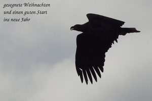 Adler Silhouette