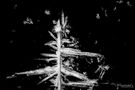Tannenbaum im Schneegestöber