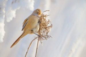 Bartmeisenfrau