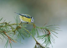 Nach der "herbstlichen" Blaumeise auf Brombeerranke...