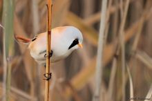 Bartmeise (Panurus biarmicus) Männlich