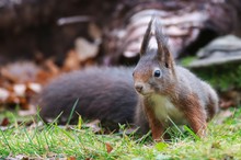 Mein rotarmiges Hof-Eichhörnchen