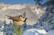 Frohe Weihnachten