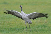 Vogel des Glücks