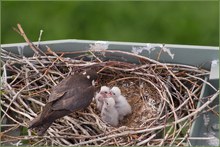 „Baumfalke beim Füttern“