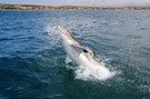 The great white shark jumps