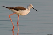 Stelzenläufer (Himantopus himantopus)