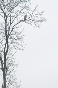 Seeadler