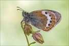 Alpenwiesenvögelchen (Coenonympha gardetta)