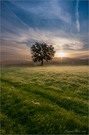 Baum im Morgenlicht