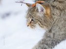 wildkatze bei der jagd