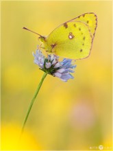 Gelbling - Colias hyale alfacariensis