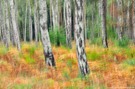 Herbstlicher Birkenwald