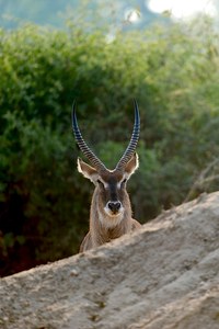 Wasserbock