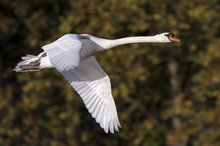 Höckerschwan (Cygnus olor)