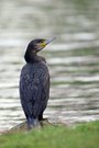 Kormoran