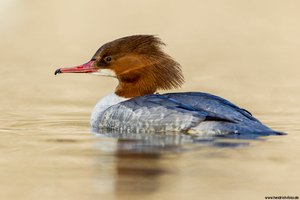 Gänsesägerin