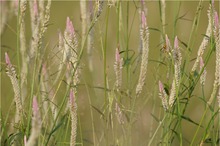 Wespchen im Schlaraffenland