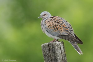 Turteltaube (Streptopelia turtur)