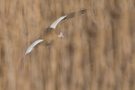 Nilgans im Anflug