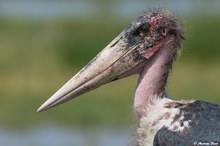 Marabu (Leptoptilos crumeniferus)