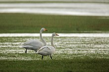 Frei nach Rosenstolz: "Auch im Regen, auch im Regen...."