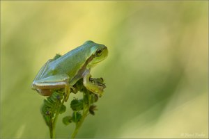 Sommererinnerungen