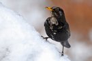 gefleckte Amsel