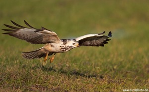 Mäusebussard