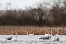 Singschwäne im Regen