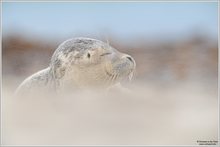 Kegelrobbe (Halichoerus grypus)