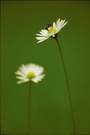 Gänseblümchen ND
