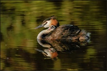 Haubentaucher *Podiceps cristatus* [ND]