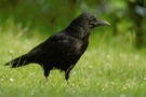 Rabenkrähe (Corvus corone corone)